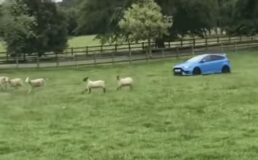 Video: schapen hoeden met Ford Focus RS