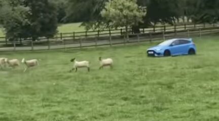 Video: schapen hoeden met Ford Focus RS