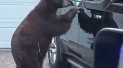 Video: beren, het zijn net mensen!