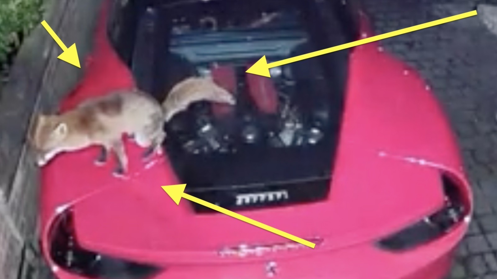 Vos doet een poep op een Ferrari [ja, dat hebben we op video]